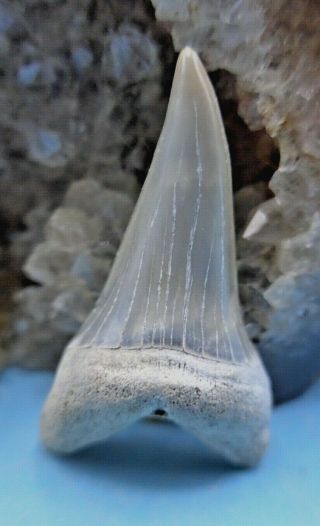 Aurora Fossil Mako (isurus Hastalis) Shark Tooth,  (5 - 10 Myo) Megalodon Shark Era