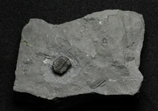 15new York Trilobite,  Eldredgeops Rana (formerly Phacops Rana),  Penn Dixie