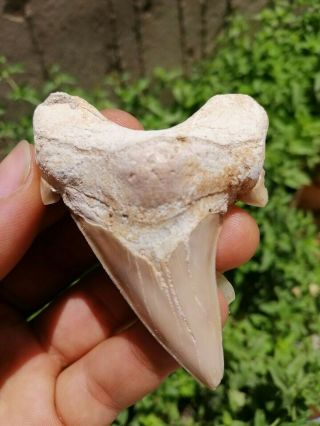 Shark Tooth Fossil,  2,  55 " / 1.  77 ",  Otodus Obliquus,  Megalodon Ancestor