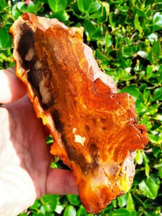 Cut Petrified Wood Orange Red Coal Mine Basin Agate Owyhee Oregon Bark 2.  5lb
