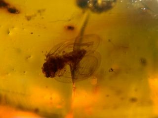 Uncommon Neuroptera Lacewing Burmite Myanmar Amber Insect Fossil Dinosaur Age