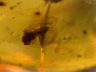 uncommon Neuroptera lacewing Burmite Myanmar Amber insect fossil dinosaur age 2