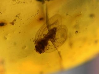 uncommon Neuroptera lacewing Burmite Myanmar Amber insect fossil dinosaur age 3