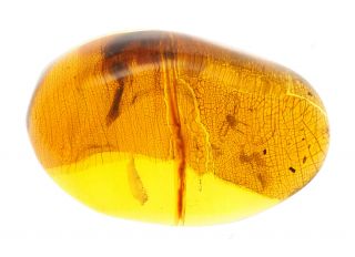Burmese Amber,  Fossil Inclusion,  Acari (Mite) 2