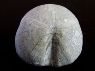 - Top - Urchin Fossil.  Nucleolites Scutatus.  France Nºnc06