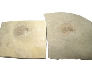 Mississippian Ammonite Nautiloid fossil Bear Gulch goniatite w/ aptychae 1/bid 3