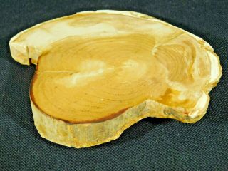 Growth Rings On This Polished Petrified Wood Fossil From Oregon 258gr E