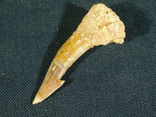 A Big Natural 120 Million Year Old Dinosaur Era Sawfish Tooth Fossil 13.  25gr E