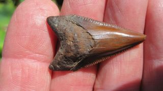 Chubutensis Megalodon Shark Tooth 1.  507 Inches