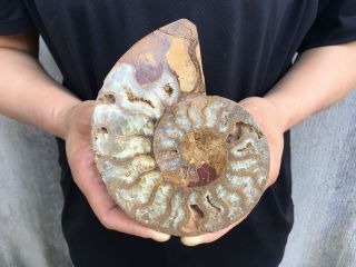 0.  46lb Natural Ammonite Disc Fossil Conch Specimen Healing Madagascar 5.  3 " Tqs24