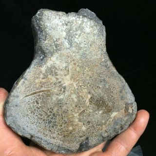436g Fossil Real Dinosaur Bone Slice Jurassic Dino Fossil Madagascar