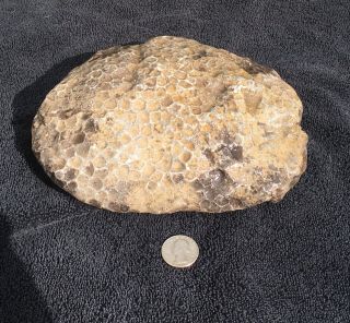 Large Unpolished Petoskey Stone 5 Pounds,  4 Ozs.  Hexagonaria