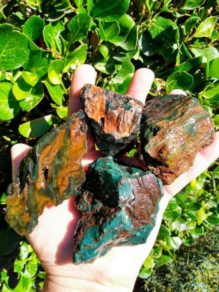 Four (4) Green Red Hampton Butte Oregon Petrified Wood Jasper Agate 1lb 9.  5oz