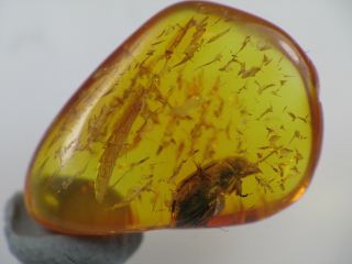 4,  5mm Beetle Gemstone Real Baltic Amber Fossil Insect Inclusion (0341)