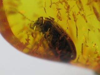 4,  5mm BEETLE Gemstone Real Baltic Amber Fossil Insect Inclusion (0341) 2