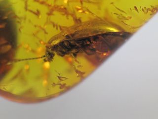 4,  5mm BEETLE Gemstone Real Baltic Amber Fossil Insect Inclusion (0341) 3