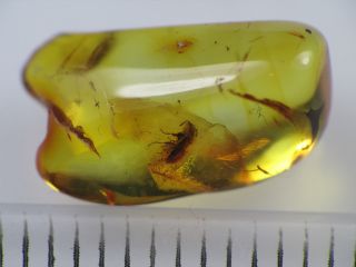 2,  5mm BEETLE Gemstone Real Baltic Amber Fossil Insect Inclusion (0139) 3