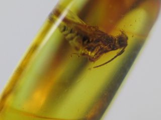 3mm WASP Gemstone Real Baltic Amber Fossil Insect Inclusion (0588) 2