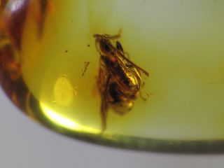 3mm WASP Gemstone Real Baltic Amber Fossil Insect Inclusion (0588) 3