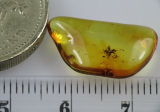 2mm ANT Gemstone Real Baltic Amber Fossil Insect Inclusion (0151) 3