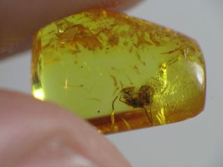 3mm ANT Gemstone Real Baltic Amber Fossil Insect Inclusion (0332) 2