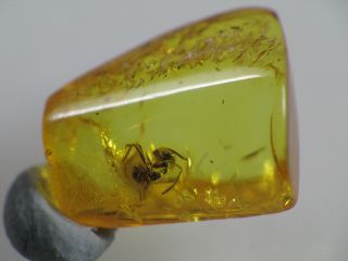 3mm ANT Gemstone Real Baltic Amber Fossil Insect Inclusion (0332) 3