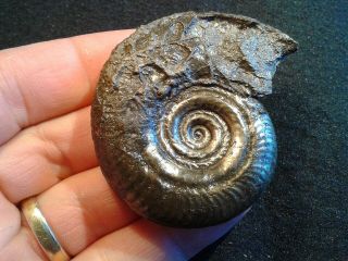 French Pyrite Ammonite - - Hildoceras Angustisiphonatum - - 57mm - - Jurassic