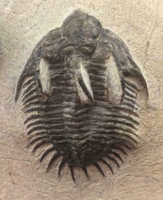 Comura Bultyncki Trilobite Fossil From Morocco - Detailed Eyes,  (s4)