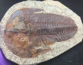 Large Andalusiana Trilobite Fossil From Morocco