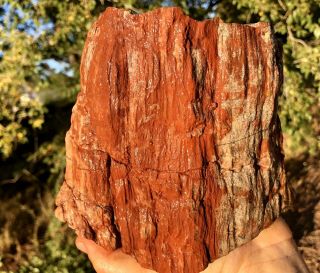 REILLY’S ROCKS: Arizona Petrified Wood,  Full Round,  8 Lb 2