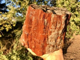 REILLY’S ROCKS: Arizona Petrified Wood,  Full Round,  8 Lb 3