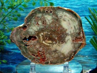Petrified Wood Complete Round Slab W/bark Winter Storm Surf Green & Gray