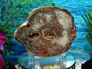 Petrified Wood COMPLETE ROUND Slab w/Bark WINTER STORM SURF GREEN & GRAY 2