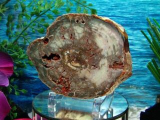 Petrified Wood COMPLETE ROUND Slab w/Bark WINTER STORM SURF GREEN & GRAY 3
