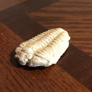 Trilobite Bug Fossil Illinois Rare Fine Museum Quality Matrix Death Mortality