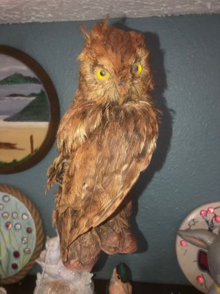 Vintage Baby Owl Taxidermy With Very Unique Wooden Base