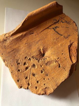 Large Roman Brick Footprint Of A Legionary Sandal No Sigillata Samian Plaster