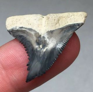 Bone Valley Hemi Shark Tooth Fossil Sharks Teeth Megalodon Era Gem
