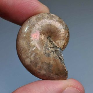 3,  4 Cm (1,  4 In) Ammonite Phyllopachyceras Cretaceous Russia Russian Ammonit