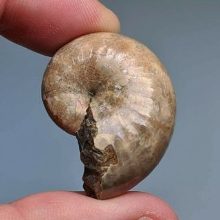 3,  4 cm (1,  4 in) Ammonite Phyllopachyceras cretaceous Russia russian ammonit 2