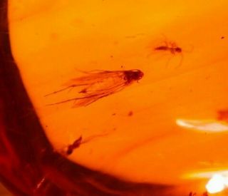 7 Insects With Ancient Water Bubbles In Authentic Dominican Amber Fossil