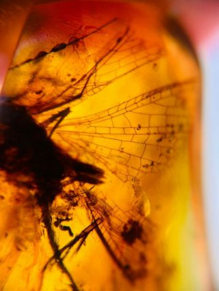 unknown bug ' s big wings Burmite Myanmar Burmese Amber insect fossil dinosaur age 2