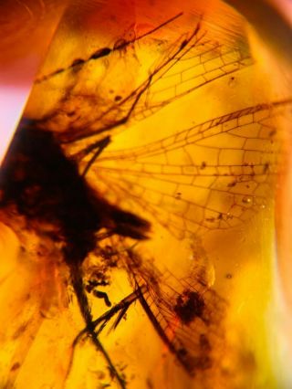 unknown bug ' s big wings Burmite Myanmar Burmese Amber insect fossil dinosaur age 3