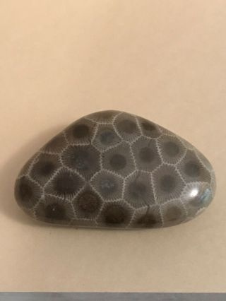 Polished Petoskey Stone 1.  51oz,  5.  2” Circumference