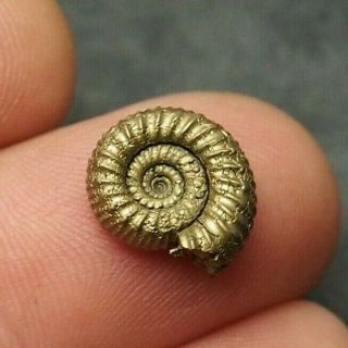 13mm Ammonite Pyrite Mineral Fossil Fossilien Ammoniten France Dino