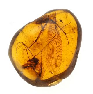 Burmese Amber,  Fossil Inclusion,  Blattodea (cockroach)