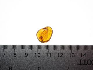 Burmese Amber,  Fossil Inclusion,  Blattodea (Cockroach) 2