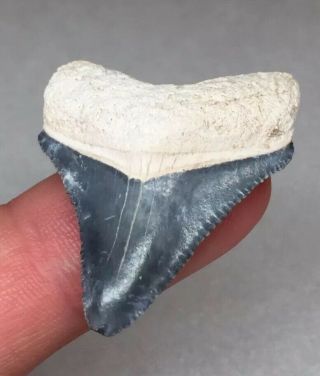 Bone Valley Megalodon Shark Tooth Fossil Sharks Teeth Hemi Era Gem Jaws