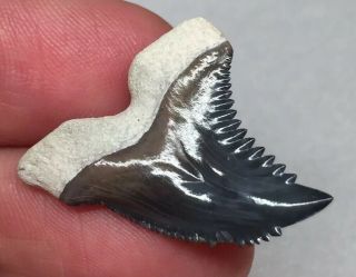 Bone Valley Hemi Shark Tooth Fossil Sharks Teeth Megalodon Era Gem Jaws