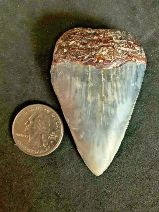 Great White Shark Tooth 2.  586 Inch Huge Tooth Apex Artifacts